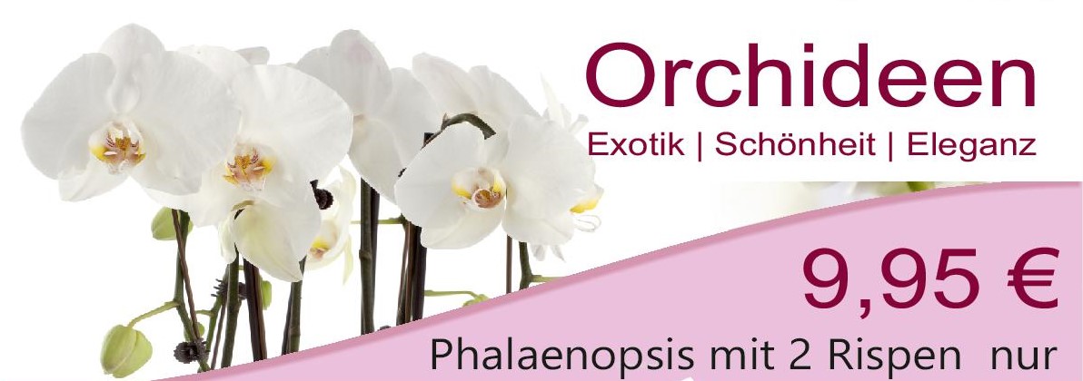 Orchideen